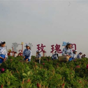 方城县杨楼镇：“花开富农”吐芬芳 玫瑰开出乡村振兴“新花样”