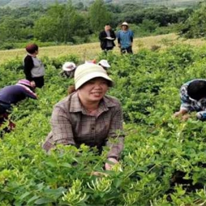 内乡县瓦亭镇药山村：金银花开出“致富花”