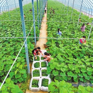 积极发展设施农业 促进农民增收