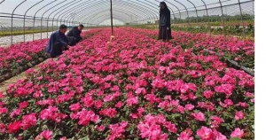 方城县博望镇： 这花开罢那花开 “美丽经济”富万民