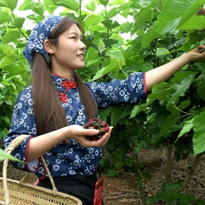 第二届嵩州桑蚕文化节开幕