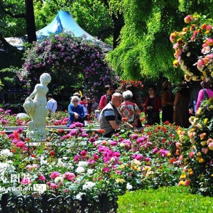 上海：复兴公园月季花开