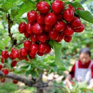 樱桃成熟采摘忙