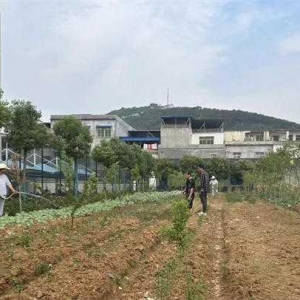 唐河县精神卫生康复医院的“开心农场”