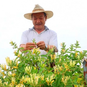 河南社旗：金银花开采收忙