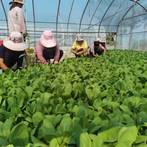 郏县：调整种植结构，发展特色产业