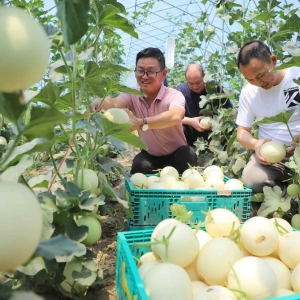 驿城区：一位新农人带出一个“甜蜜”村