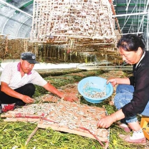 养桑蚕 能致富