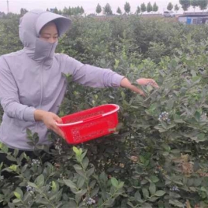 方城县杨楼镇：小蓝莓结出“致富果” 迎来“莓”好生活