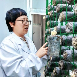 西藏拉萨：食用菌银耳首次试种成功