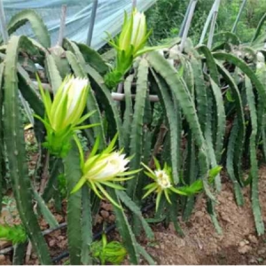 方城县杨楼镇：火龙果种植铺就群众致富路