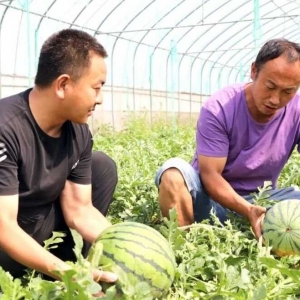 温县麻峪村：种上麒麟瓜 结出致富“金疙瘩”