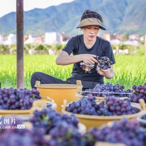 湖南蓝山：葡萄抢“鲜”上市
