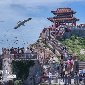 山东荣成：观海听潮 与鸥共舞