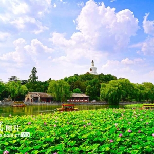 北京：北海公园夏日赏荷