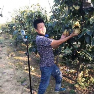 方城县博望镇：  有机种植结硕果