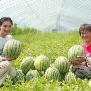 盛夏时节话种瓜