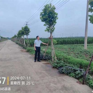 唐河县龙潭镇：林长巡林护绿 共建乡村振兴