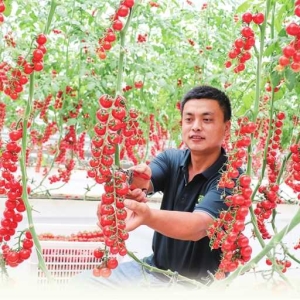 蔬菜产业强村富民