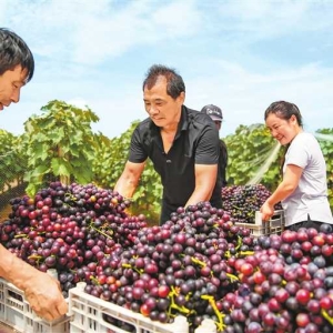 小葡萄串起乡村振兴“甜蜜路”