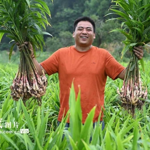 生姜喜丰收