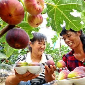 祁连山下富锶无花果进入采摘季