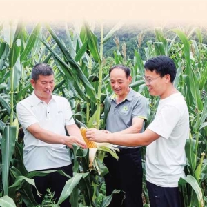 加强秋粮管理 稳定粮食生产