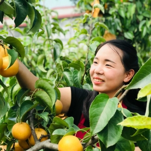 宝丰县石桥镇：甜梨采摘忙 农家好时光