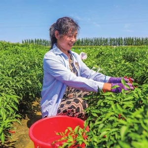 清丰县：辣椒丰收采摘忙