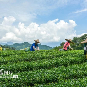广西昭平：秋茶采摘忙