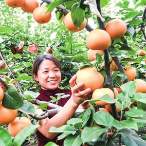 累累硕果挂满枝头