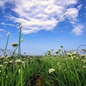 孟州：万亩“韭”花开 “丰”景正怡人