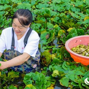 河南光山：水中生“金” 菱角飘香