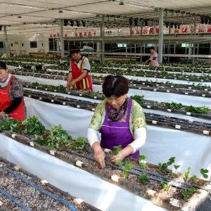 江苏睢宁：草莓移栽示范 助力农民增收