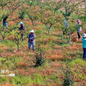 山西襄汾：火红花椒助增收