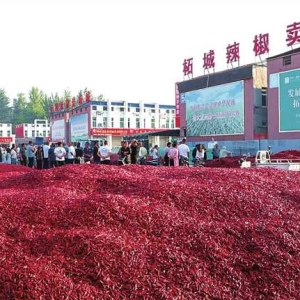 柘城辣椒大市场