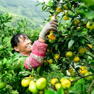 云南弥勒：特色水果成为致富产业