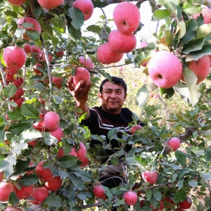 新疆阿瓦提：万亩冰糖心苹果喜丰收