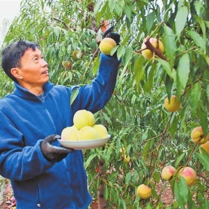 果农正忙着采摘冬桃