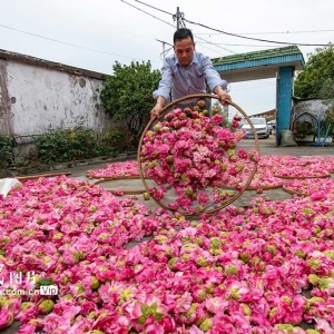 种植木芙蓉 助乡村共富