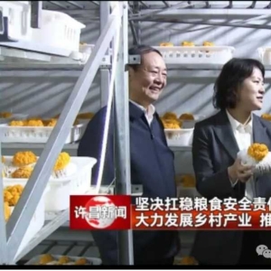 许昌市委副书记、市长杨小菁到世纪香食用菌产业园调研，并称赞从事40年食用菌产业的李彦增是名副其实的菌王！