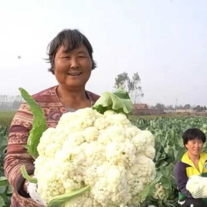 叶县田庄乡： 有机花菜鼓起菜农钱袋子