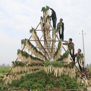 种植大根萝卜  收获致富“理想”