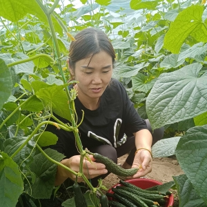 叶县田庄乡： “菜篮子”鼓起农民“钱袋子”