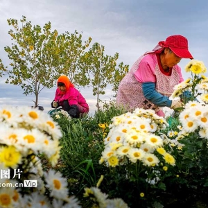 江苏兴化：菊花开出富民路