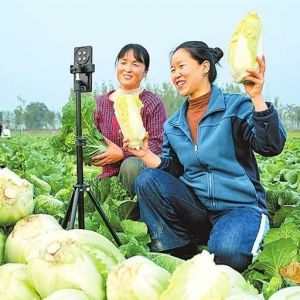 用电商平台销售娃娃菜