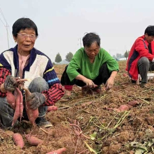 郏县白庙乡：蜜薯丰收“甜”人心