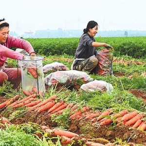 初冬农忙无闲时