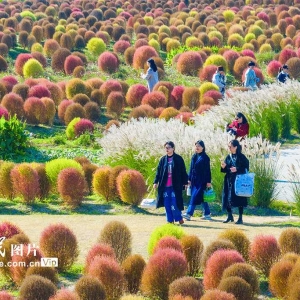 上海：五彩地肤草迎客来