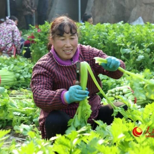 河南内黄：“冬闲”人不闲 增收致富忙